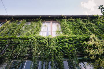 A beautiful facade of an apartment with green plants growing around
