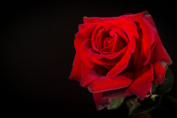 Red rose close up