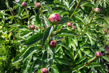 photo buds peony flowers in the garden in summer