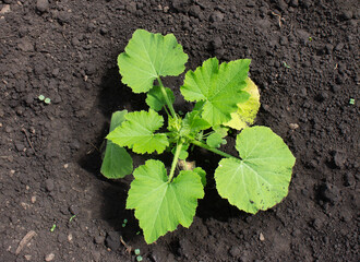 photo bush squash, zucchini in the summer in the garden