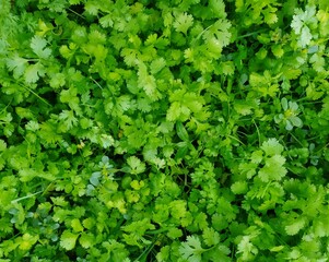 Obraz premium Green leaf lovers colections leaf plants naural harbals health medecine full freams backgraunds 
