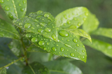 green leaf with water drops