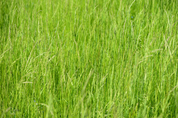Dense green grass in the meadow on a sunny day. Natural summer background