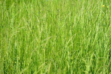 Dense green grass in the meadow on a sunny day. Natural summer background
