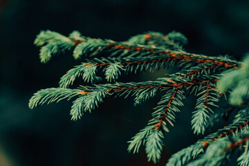 Pine branch on a dark background of the forest in dark colors