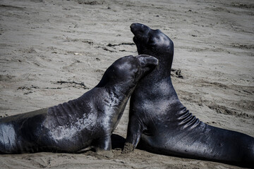 Elephant Seals