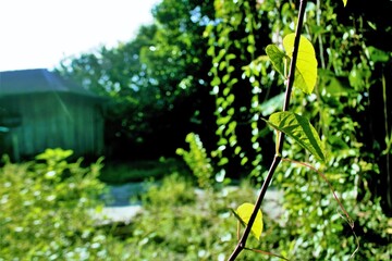 green grass and flowers