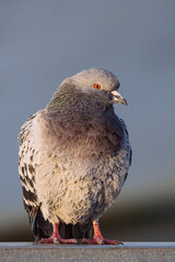 A pigeon