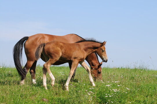Freiberger Stute und Fohlen