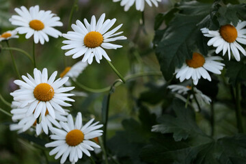 marguerite (primula) is blooming in the garden