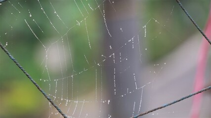 Spider web on nylon net in mist