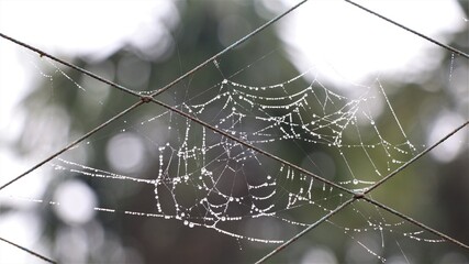 Spider web on nylon net in mist