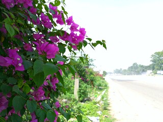 Close up of Pink bougainvillea on roadside at City Jammu , India.