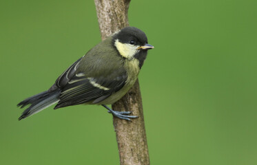 A cute baby Great Tit, Parus major, perching on a branch of a tree in spring.