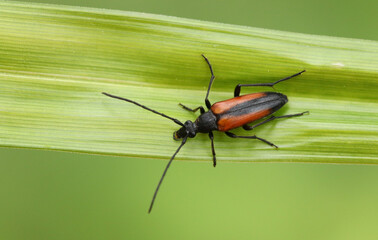 Fototapeta premium A pretty Longhorn Beetle, Stenurella melanura, perching on a reed in woodland in the UK.