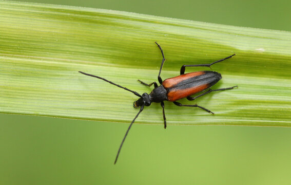 A pretty Longhorn Beetle, Stenurella melanura, perching on a reed in woodland in the UK.