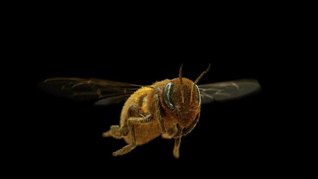 Flying honey bee  360 seamless loop animation with clean alpha 4k footage  you can use it for a closeup shot. It also comes with alpha channel-matte-seamless loop-360 degrees-chroma key background
