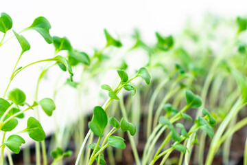 Bunch of green lettuce in pot