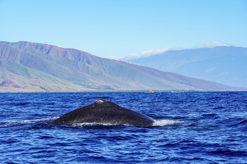 Fototapeta premium Buckelwale vor Maui (Hawaii)