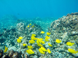 Fototapeta na wymiar Gelbe Segelflossendoktor Fische auf Big Island