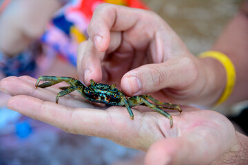 Crab sit on hand, blurred background