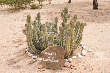 Kaktus in Namibia