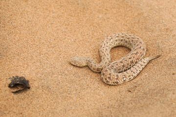 Fototapeta na wymiar Wüstenviper im Sand in Namibia