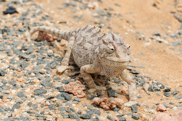 Chamäleon im Darob Nationalpark in Namibia