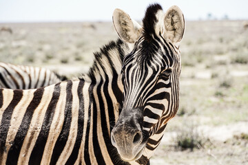 Fototapeta na wymiar Zebra im Etosha Nationalpark in Namibia