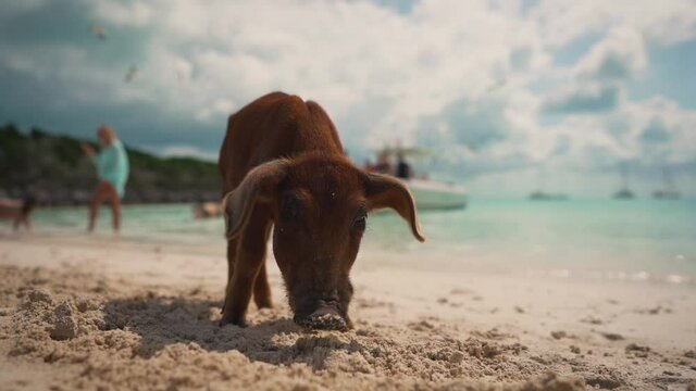 Piglet on beach sniffing sand with ocean and boats in the Bahamas