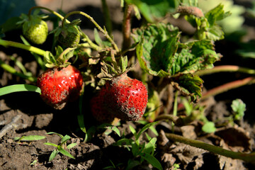 Green and red strawberries grow in the garden 