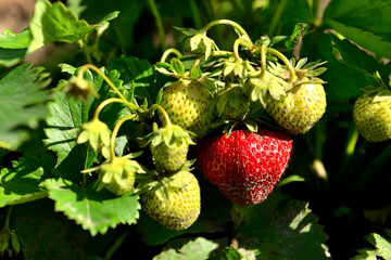 Green and red strawberries grow in the garden 