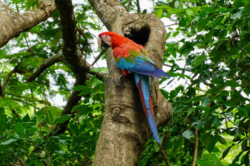 Rote Aras in Brasilien