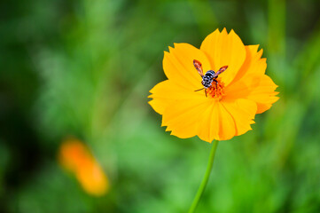 Honey bee covered with yellow pollen collecting nectar from dandelion flower	used to make cards for the new year festival on valentines day, birthday, poster, christmas