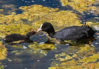 blish hen young  and the mother in the water