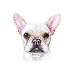 Watercolor illustration of a funny dog. Hand made character. Portrait cute dog isolated on white background. Watercolor hand-drawn illustration. Popular breed dog. French Bulldog