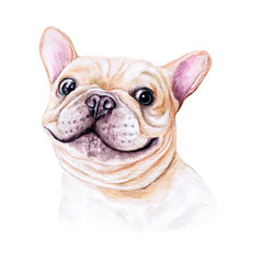 Fototapeta premium Watercolor illustration of a funny dog. Hand made character. Portrait cute dog isolated on white background. Watercolor hand-drawn illustration. Popular breed dog. French Bulldog
