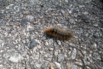 detail of centipede on the ground