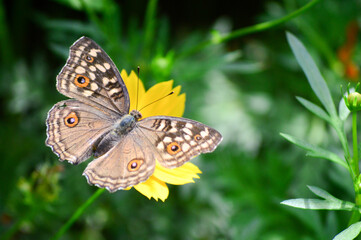butterfly on a flower