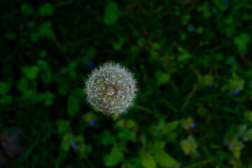 tender dandelion on the green plain