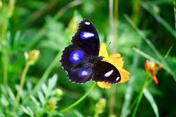 butterfly on a flower