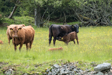 cow on a spring meadow