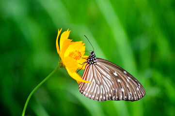 butterfly on a flower used to make cards for the new year festival on valentines day, birthday, poster, christmas