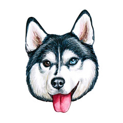 Watercolor illustration of a funny dog. Hand made character. Portrait cute dog isolated on white background. Watercolor hand-drawn illustration. Popular breed dog. Husky
