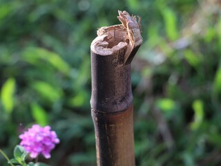 Cut bamboo stick in the garden