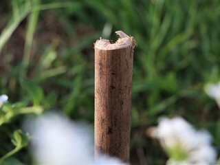 Cut bamboo stick in the garden