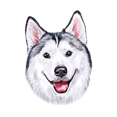 Watercolor illustration of a funny dog. Hand made character. Portrait cute dog isolated on white background. Watercolor hand-drawn illustration. Popular breed dog. Husky