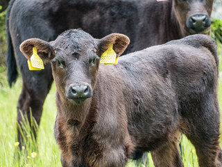 cow on a spring meadow