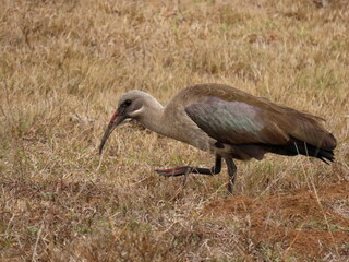 Hadeda Ibis, Bostrychia hagedash, foraging for insects in short dry winter grass.