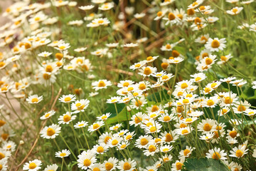 Many beautiful chamomiles in field